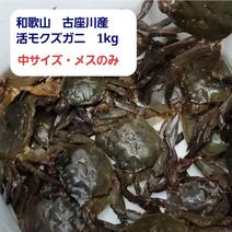 活モクズガニ　中サイズ・メスのみ 清流 天然川ガニ ツガニ 1kg 果物や野菜などのお取り寄せ宅配食材通販産地直送アウル