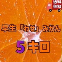 ▲本州、四国、九州のみ発送可▲ 愛媛産※温州みかん※ご家庭用5キロ 5キロ 果物や野菜などのお取り寄せ宅配食材通販産地直送アウル