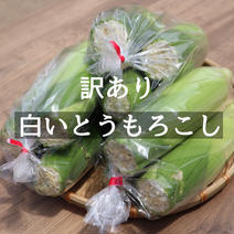 【訳あり12本入】糖度20度超え!白いとうもろこし「雪やこんコーン」 先端カット商品12本入り 果物や野菜などのお取り寄せ宅配食材通販産地直送アウル