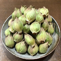 《ぷっくり大きい！》ふきのとう『秋田ふき』 1kg(約70~90個) 果物や野菜などのお取り寄せ宅配食材通販産地直送アウル