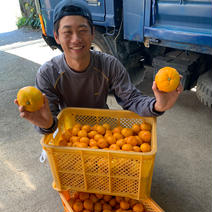 甘みとコクのバランスのある　早生みかん5キロ 5キロ 果物や野菜などのお取り寄せ宅配食材通販産地直送アウル