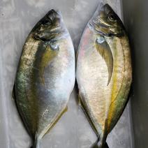 【父の日】養殖シマアジ養殖クエセット 7.7 果物や野菜などのお取り寄せ宅配食材通販産地直送アウル