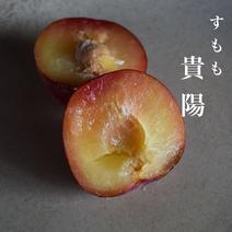 すもも・プラムの産地直送食材一覧（通販・お取り寄せ）-産直アウル