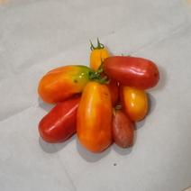 【横浜の農園直送】トマトソース用のサンマルツァーノ系トマト 1kg(15個前後) 果物や野菜などのお取り寄せ宅配食材通販産地直送アウル