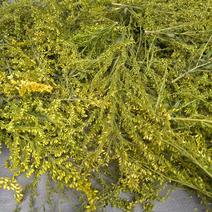 乾燥セイタカアワダチソウとカワラケツメイ 100g程度 果物や野菜などのお取り寄せ宅配食材通販産地直送アウル
