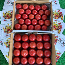 龍宮FARMのセレブ＆セレブmini 1.8〜2キロ 果物や野菜などのお取り寄せ宅配食材通販産地直送アウル