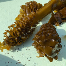 天然ワカメのメカブ、茎　たっぷりと！2キロ 2キロ 果物や野菜などのお取り寄せ宅配食材通販産地直送アウル