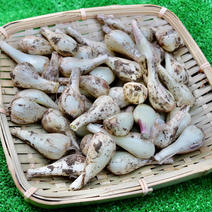 熊本県産 泥付き らっきょう 化学肥料・農薬不使用 3kg 3kg 果物や野菜などのお取り寄せ宅配食材通販産地直送アウル