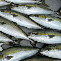 岩国沖　一本釣り天然ハマチ4.5kg前後　１本 4.0kg前後 果物や野菜などのお取り寄せ宅配食材通販産地直送アウル