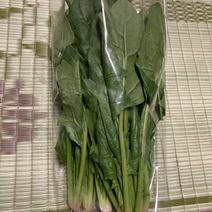 なべくら高原産ほうれん草 1束150〜200gの束が6束程度となります。 果物や野菜などのお取り寄せ宅配食材通販産地直送アウル
