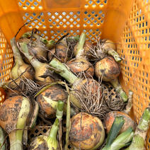 新人農家の玉ねぎ 玉ねぎ5kg 果物や野菜などのお取り寄せ宅配食材通販産地直送アウル