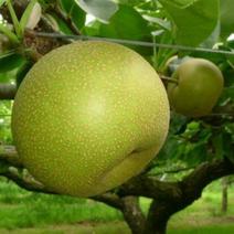 【世羅大豊農園】新水梨・美化粧箱入・4kg 梨9～12玉 果物や野菜などのお取り寄せ宅配食材通販産地直送アウル