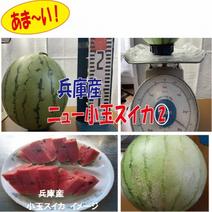 兵庫産　ニュー小玉スイ②　２７００ｇ　訳あり 兵庫産　ニュー小玉スイ②　２７００ｇ　訳あり 果物や野菜などのお取り寄せ宅配食材通販産地直送アウル