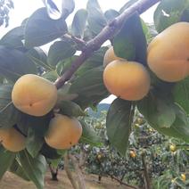 【秋の味覚】和歌山県産　たね無し柿(刀根早生)　訳あり品M～2Lサイズ6個～10個入り。 刀根早生6玉～10玉 果物や野菜などのお取り寄せ宅配食材通販産地直送アウル