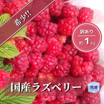 【1kg真空パック】ジャムやソースにおすすめ！無農薬ラズベリー（冷凍） 冷凍ラズベリー1kg 果物や野菜などのお取り寄せ宅配食材通販産地直送アウル