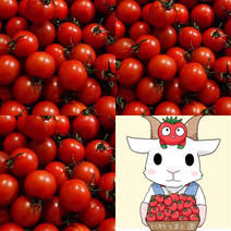 【新年お年玉企画】トマト好きさんも唸るフルーツトマト1.2KG（粒揃い90-120粒） 1.2KG 果物や野菜などのお取り寄せ宅配食材通販産地直送アウル