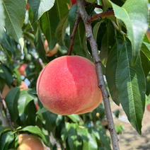 もぎたて桃★長野県産 川中島白鳳★良品❣️農家直送❣️ 桃6~8個 果物や野菜などのお取り寄せ宅配食材通販産地直送アウル