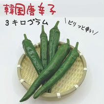 激辛青唐辛子 大量10kg 激辛青唐辛子 大量10kg 4ac5e3e6d64223bbb2fa7a073d857c