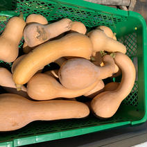 【お試し】鶴首かぼちゃ 約1.0キロ 果物や野菜などのお取り寄せ宅配食材通販産地直送アウル