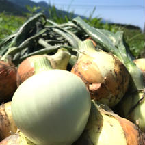 長野県安曇野産新玉ねぎ4kg 玉ねぎ4kg 果物や野菜などのお取り寄せ宅配食材通販産地直送アウル