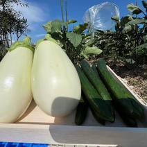 会津産　夏野菜セット 白茄子2kg.    キュウリ3kg 果物や野菜などのお取り寄せ宅配食材通販産地直送アウル