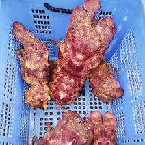 希少なセミエビ！　１匹　810グラム １匹　810g 果物や野菜などのお取り寄せ宅配食材通販産地直送アウル