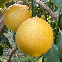 ベルガモット（果物＞オレンジ・その他みかん）の産地直送商品一覧