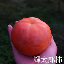 鳥取県産　輝太郎柿　２キロ 2.0kg 果物や野菜などのお取り寄せ宅配食材通販産地直送アウル