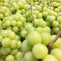 山梨県産シャインマスカット約1kg 約1kg 果物や野菜などのお取り寄せ宅配食材通販産地直送アウル