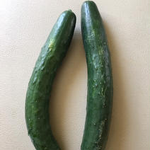 訳あり　きゅうり1kg 1kg 果物や野菜などのお取り寄せ宅配食材通販産地直送アウル