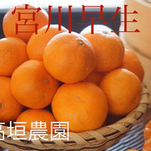 大っきいみかん大玉2L3L混合10kg 10kg 果物や野菜などのお取り寄せ宅配食材通販産地直送アウル