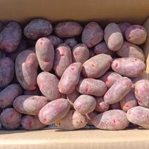 デストロイヤー（野菜＞じゃがいも）の産地直送商品一覧（通販・お