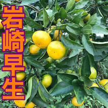 長崎県雲仙市産＂極早生みかん岩崎早生＂箱込10kg 箱込10kg 果物や野菜などのお取り寄せ宅配食材通販産地直送アウル