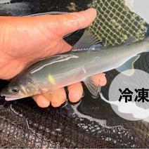 冷凍個包装の「信州あゆ」大きめ10尾［贈り物にも］ 10尾 果物や野菜などのお取り寄せ宅配食材通販産地直送アウル