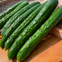 【8月限定おまけ付き】朝採れ新鮮！まっすぐ「おのんきゅうり」 2.0kg(箱重量込み) 果物や野菜などのお取り寄せ宅配食材通販産地直送アウル