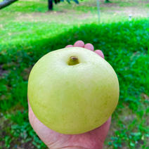 梨　二十世紀　良品　約3kg×2箱 約3kg×2箱 果物や野菜などのお取り寄せ宅配食材通販産地直送アウル