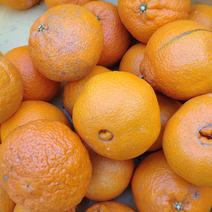 【訳あり】【数量限定】不知火　加工ジュース用　5kg(箱込み) 5kg(箱込み) 果物や野菜などのお取り寄せ宅配食材通販産地直送アウル