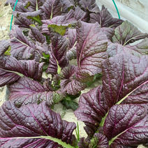 赤大葉高菜（からし菜）5kg 淡路島からの野菜 からし菜5kg 果物や野菜などのお取り寄せ宅配食材通販産地直送アウル