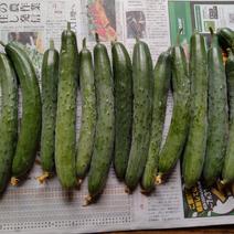 まるど農園のきゅうり 約1.5kg 12~16本 果物や野菜などのお取り寄せ宅配食材通販産地直送アウル