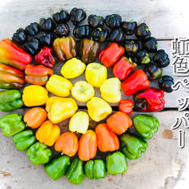 4.5Kg【数量限定】虹色ペッパー美味しさ10倍✨甘い！旨ピーマン！自然栽培 農薬不使用　 4.５Kgほど 果物や野菜などのお取り寄せ宅配食材通販産地直送アウル