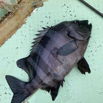 春の素潜り漁！鮮魚ボックス！ 3キロ以上 果物や野菜などのお取り寄せ宅配食材通販産地直送アウル