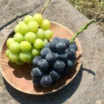 ぶどう食べくらべ（果物＞ぶどう）の産地直送商品一覧（通販・お