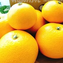 八朔の産地直送商品一覧（通販・お取り寄せ）-産直アウル