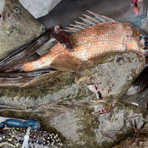 【西瀬戸内海、船上活〆船魚BOX】なんじゃこりぁ〜セット 2キロから5キロ 果物や野菜などのお取り寄せ宅配食材通販産地直送アウル