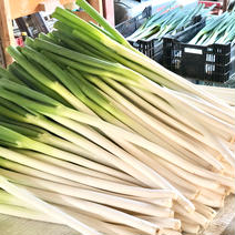《北海道産》新鮮！長ネギL.2Lサイズ混合5kg L.2Lサイズ混合5kg 果物や野菜などのお取り寄せ宅配食材通販産地直送アウル