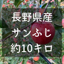 長野県松本産　りんご【サンふじ】　約10キロ（24〜32玉程） 約10キロ（24〜32玉程） 果物や野菜などのお取り寄せ宅配食材通販産地直送アウル