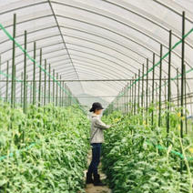 【7月中〜下旬頃より】髙林農園のトマト 2kg 果物や野菜などのお取り寄せ宅配食材通販産地直送アウル