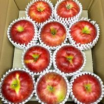 訳アリ訳アリ 新鮮 特大 チェリー 約10kg 甘くて 訳あり食材・商品 ｜ 【産直アウル】生産者の応援にも繋がる新鮮食材の