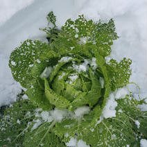 極甘！雪下京野菜詰め込みセット！ 100サイズ 果物や野菜などのお取り寄せ宅配食材通販産地直送アウル