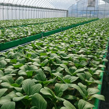 砂栽培★チンゲン菜 ５kg 果物や野菜などのお取り寄せ宅配食材通販産地直送アウル